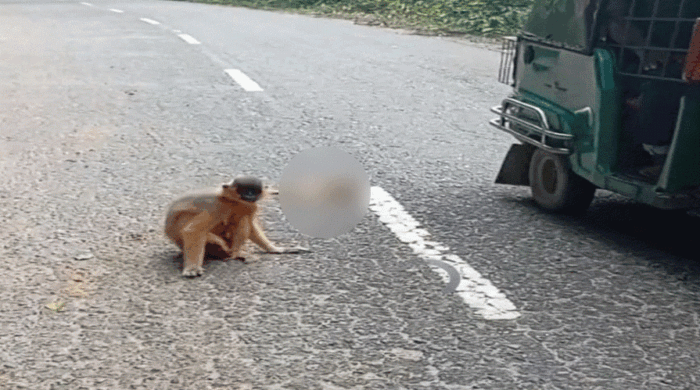 চুনারুঘাটে সাতছড়ি উদ্যানে গাড়ি চাপায় শাবকের মৃত্যু, মা বানর আহত