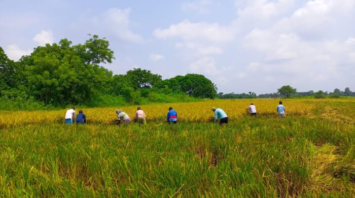 দোহার নবাবগঞ্জে ধানের বাম্পার ফলন- ফসল ঘরে তুলতে ব্যাস্ত কৃষক।