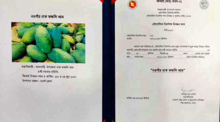 জিআই পণ্যের নিবন্ধন পেলো বদলগাছীর বিখ্যাত আম “নাক ফজলি”