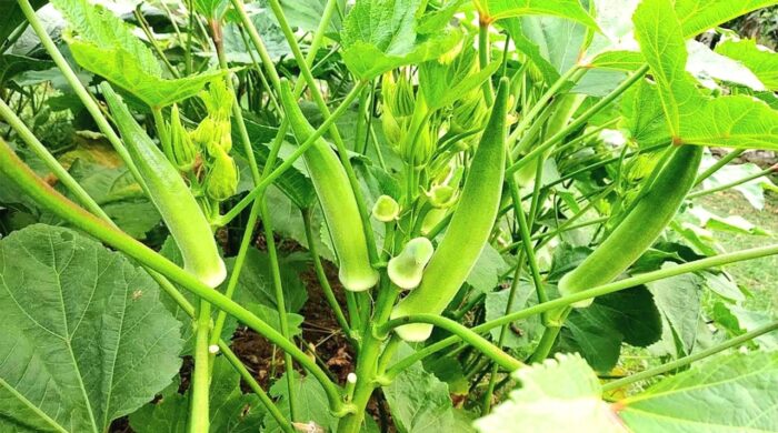 বদলগাছীতে ভালো দাম পাওয়ায় ঢেঁড়শ চাষীদের উচ্ছ্বাস
