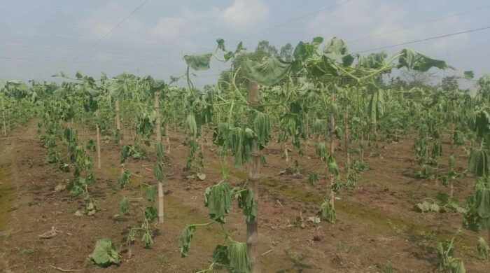 লাউ গাছের সাথে এ কেমন শুত্রুতা, থামছেনা কৃষক দম্পতির আহাজারি