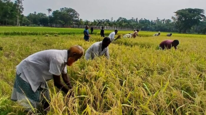 কুড়িগ্রামে বোরো ধানের ভালো ফলন , তবুও, দামে হতাশ কৃষক