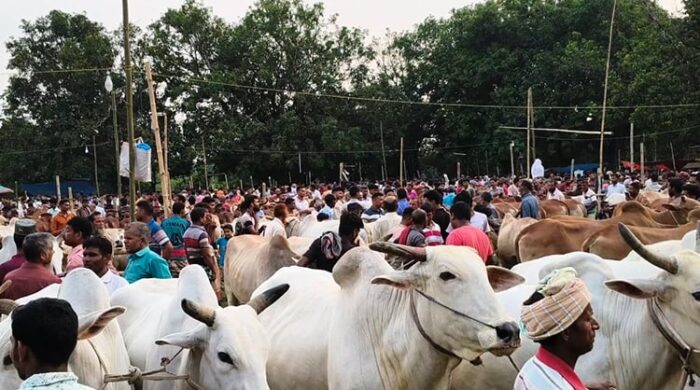 চাঁপাইনবাবগঞ্জে জমে উঠেছে পশুর হাট, ছোট গরুর চাহিদা বেশি