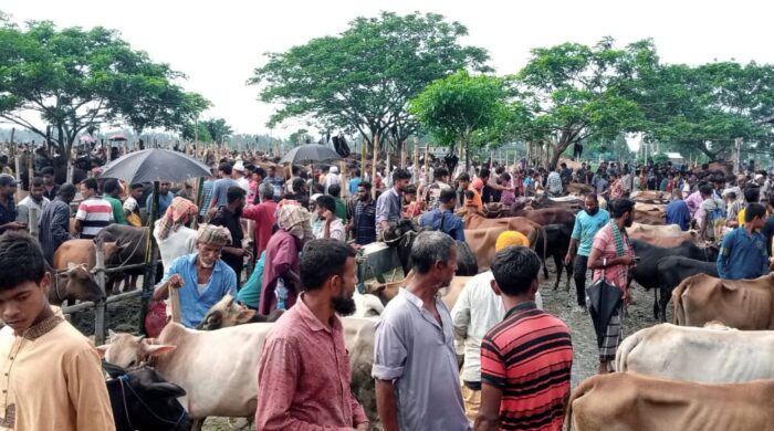 ঈদুল আজহা সামনে রেখে নবীগঞ্জ পৌর পশুর হাটে জমজমাট বেচাকেনা