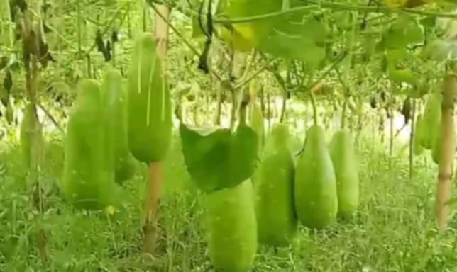 মাচা পদ্ধতিতে লাউ চাষে কৃষকের সাফল্য