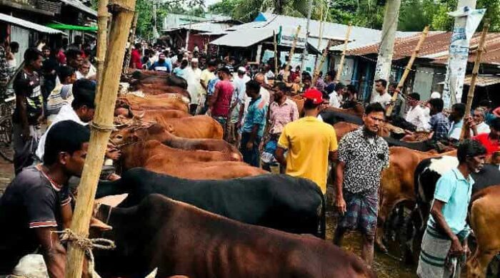 সন্দ্বীপে শেষ মুহূর্তে জমে উঠেছে কোরবানির পশুর হাট।