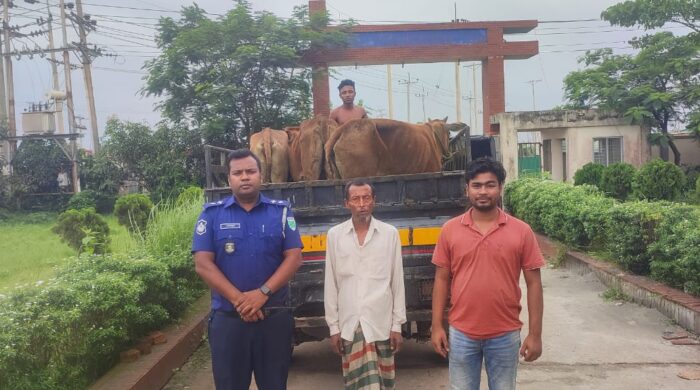 মাধবপুরে চুরি হওয়া ছয়টি গরু উদ্ধার, এক চোর আটক