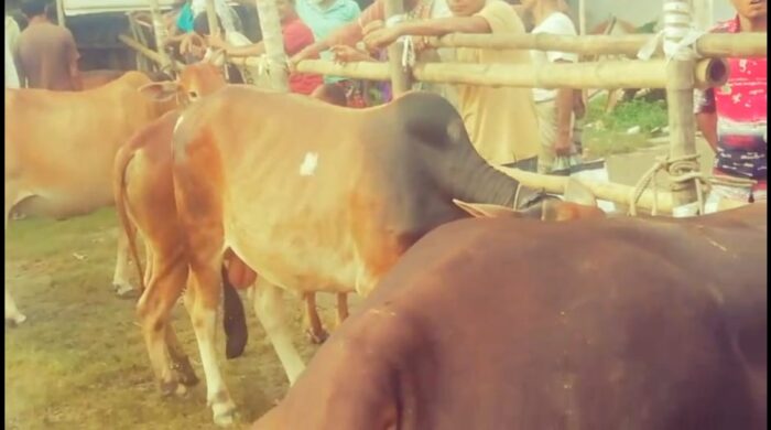পবিত্র ঈদুল আজহা সামনে রেখে পিরোজপুরে শেষ মুহূর্তে পশুর হাটে জমজমাট বেচাকেনা