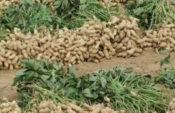 নাটোরের লালপুরে পদ্মার চরে চীনা বাদামের বাম্পার ফলন